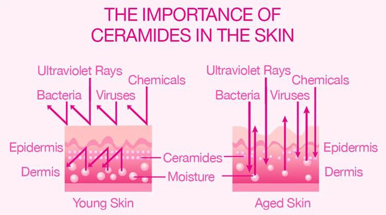 The importance of ceramides in the skin