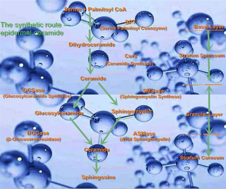 Metabolism Mechanism of Ceramide