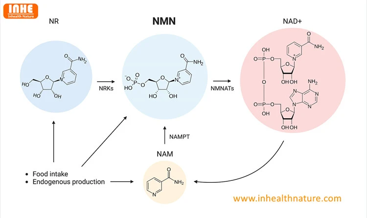 NR&NMN&NAD-NAD Biosynthetic Pathway NR&NMN&NAD-NAD Biosynthetic Pathway