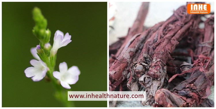 Lithospermum erythrorhizon Flower and Gromwell Root