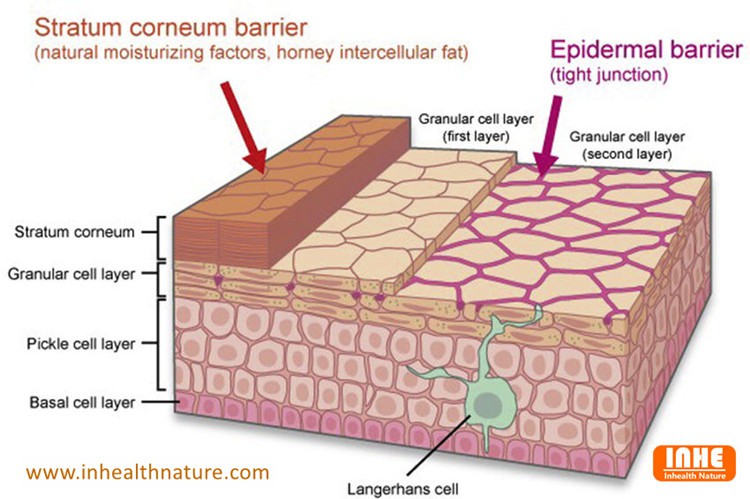 Structure of Stratum Corneum