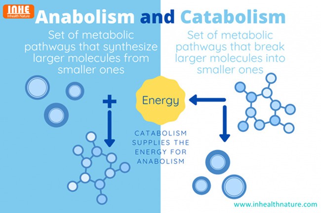 Anabolism and Catabolism
