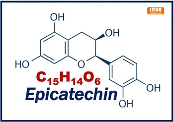 Quel est l'effet de l'extrait d'épicatéchine sur les diabétiques ?