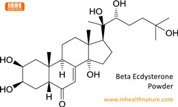 La poudre de bêta ecdystérone peut-elle améliorer la masse musculaire ?