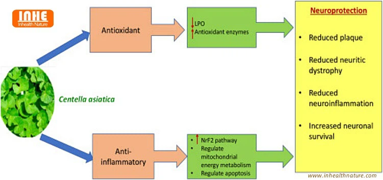 Can Centella Asiatica Extract Protect the Brain and Nerves
