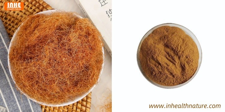 Corn Silk and Corn Silk Extract Corn Silk and Corn Silk Extract