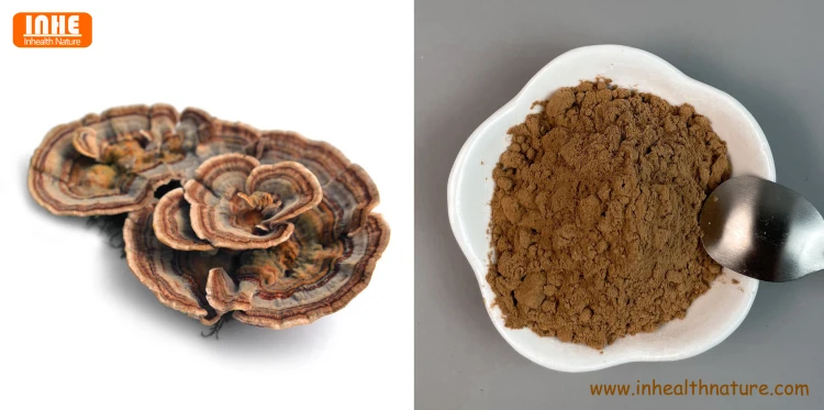Turkey Tail Mushroom and Coriolus Versicolor Powder