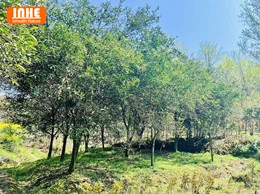 Lancement d’un achat ciblé d’arbres fruitiers citronniers